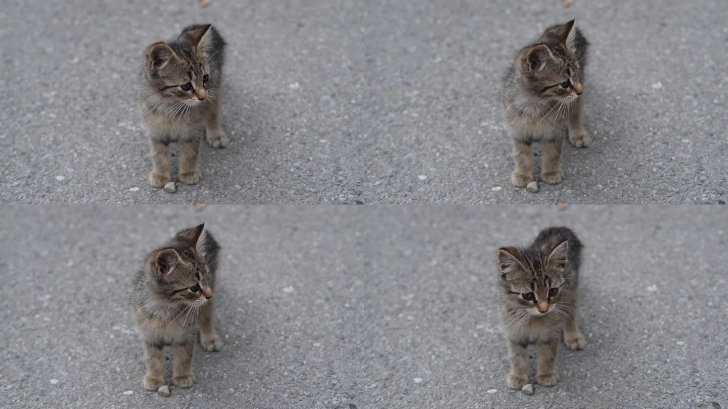 可爱的小猫走在街上的肖像