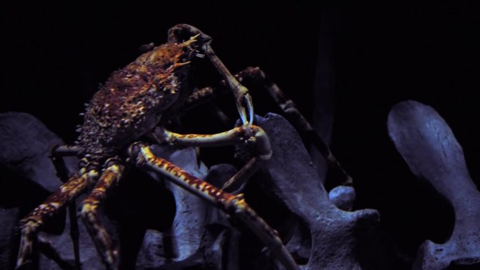 标志性的日本蜘蛛蟹，巨型海洋节肢动物。一边,肖像