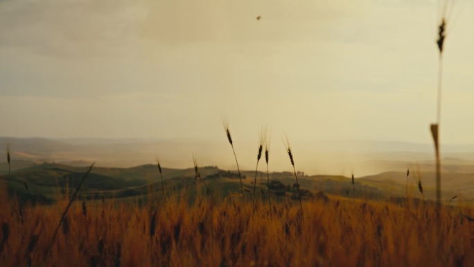 风景秀丽的景色田园诗般的小麦作物在宁静的乡村，托斯卡纳