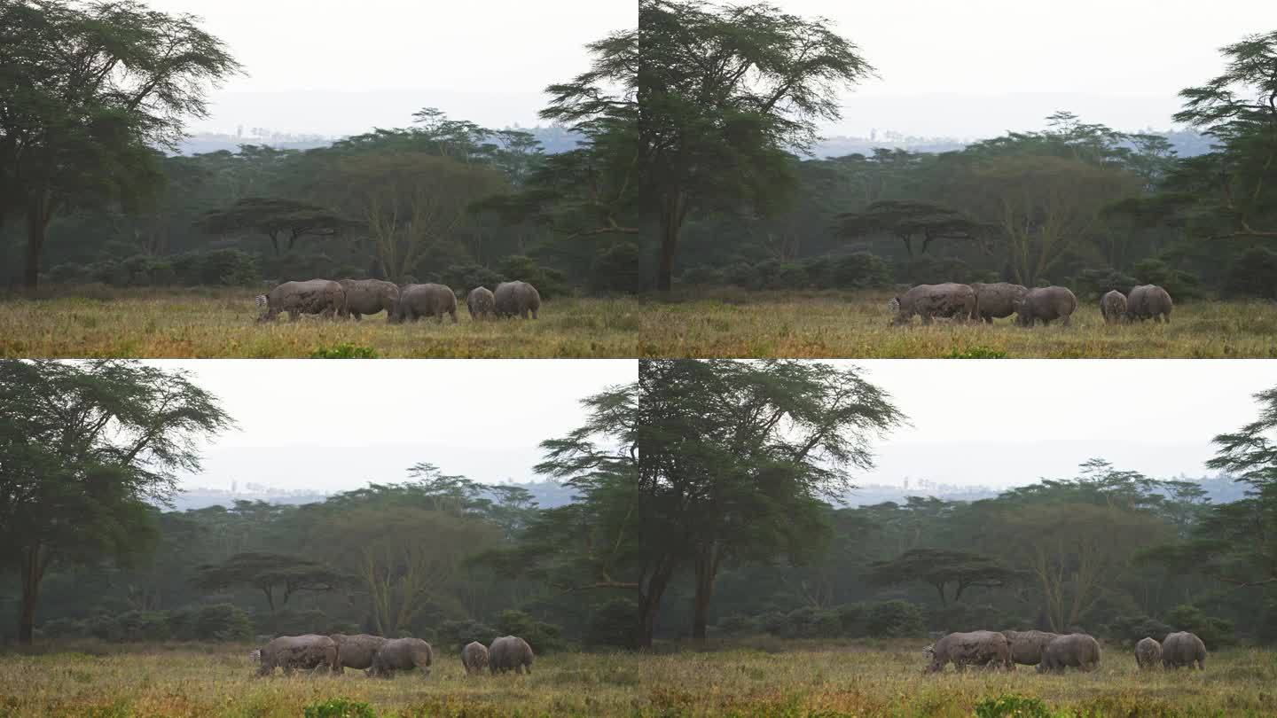 黑犀牛或钩唇犀牛，原产于非洲东部和南部，在纳库鲁湖的草原上吃草