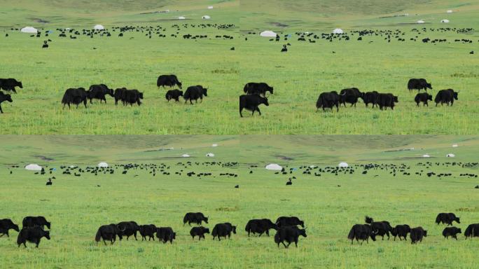 平原上的一群牦牛畜牧业草场草原黑牛