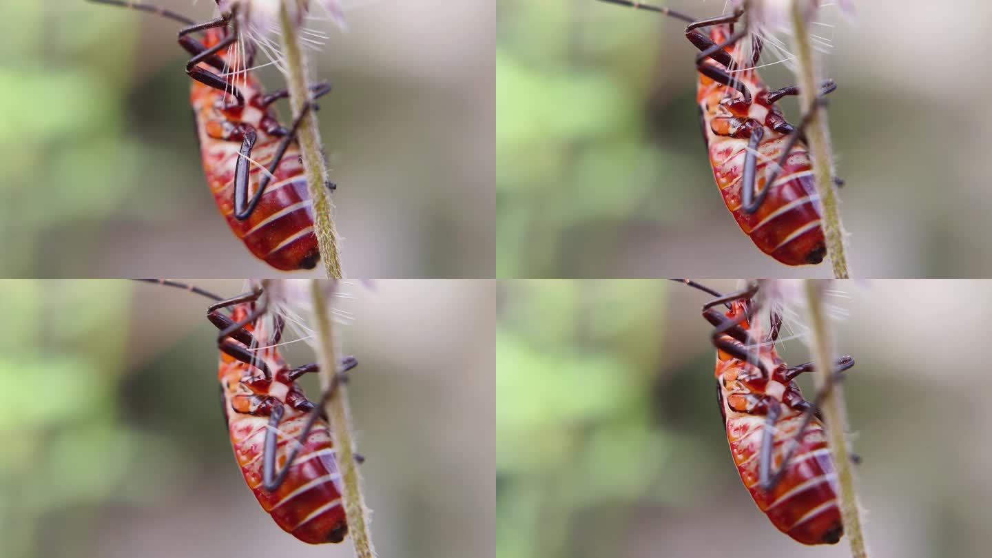 红马利筋甲虫