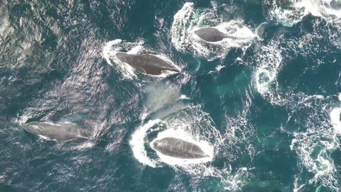 成群的鲸鱼游过悉尼蓝色的太平洋。澳大利亚新南威尔士州，观赏鲸鱼迁徙季节。