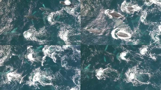 成群的鲸鱼游过悉尼蓝色的太平洋。澳大利亚新南威尔士州，观赏鲸鱼迁徙季节。
