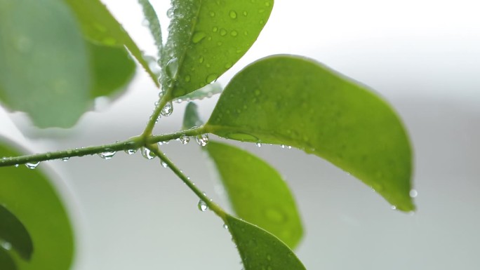 雨中新鲜的绿色植物特写