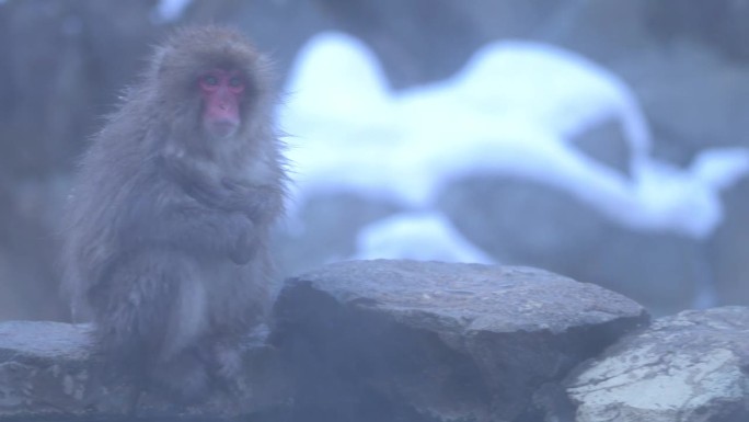 雪猴在日本长野市池谷的雪猴野生栖息地泡温泉