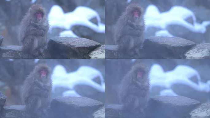 雪猴在日本长野市池谷的雪猴野生栖息地泡温泉