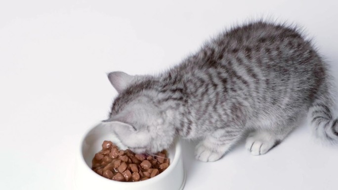 近距离条纹猫吃新鲜的罐头猫粮给小猫。小猫吃完东西后舔嘴唇。广告湿猫食品在白色背景