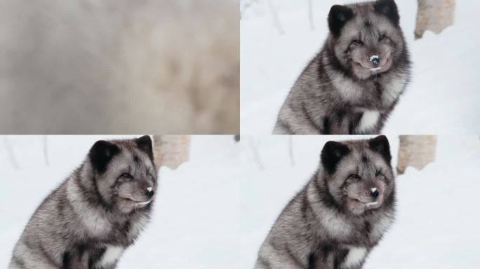 一只北极狐(Vulpes lagopus)的鼻子上有雪的美丽镜头
