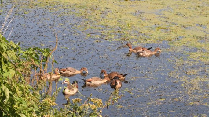 一群埃及鹅在河里游泳，在水生植物之间寻找食物