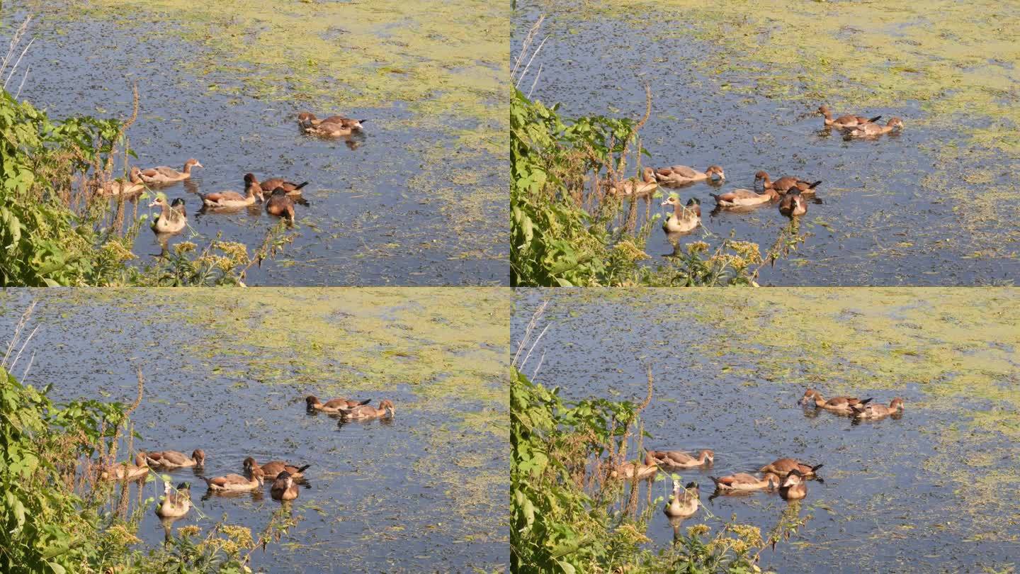 一群埃及鹅在河里游泳，在水生植物之间寻找食物