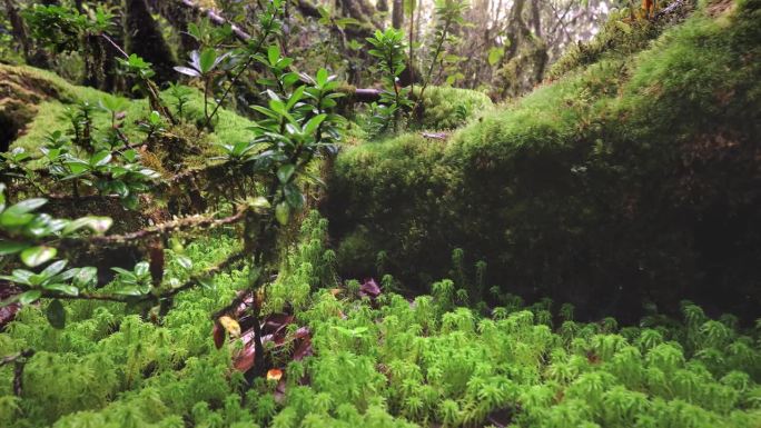 苔藓在古老的雨林中生长