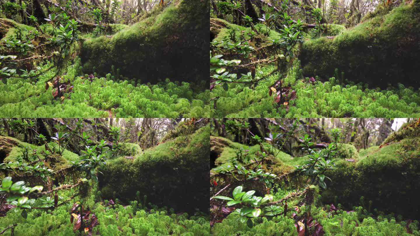 苔藓在古老的雨林中生长