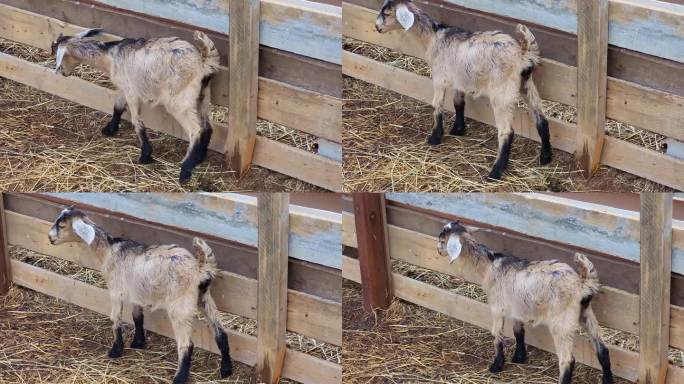 我说，米色的小山羊和山羊孩子一起在围栏上咩咩叫