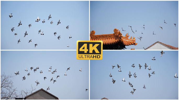 【4K】飞翔的鸽子群-1