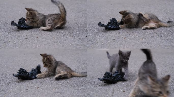 在户外玩塑料袋的流浪小猫