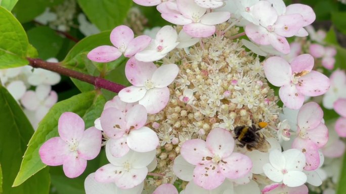 大黄蜂为速火绣球植物美丽的奶油粉色花朵授粉