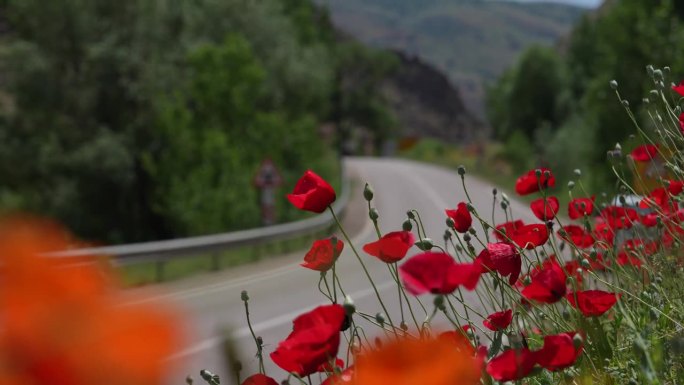 《红罂粟在风中起舞》视频，Sivas Turkey(土耳其)
