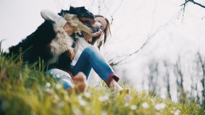 快乐的女人坐在阳光明媚的公园草地上，和宠物伯恩山狗坐在一起
