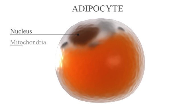 脂肪细胞三维模型水珠生物研究成份标注