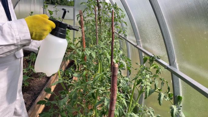 在室内为番茄幼苗喷洒杀虫剂
