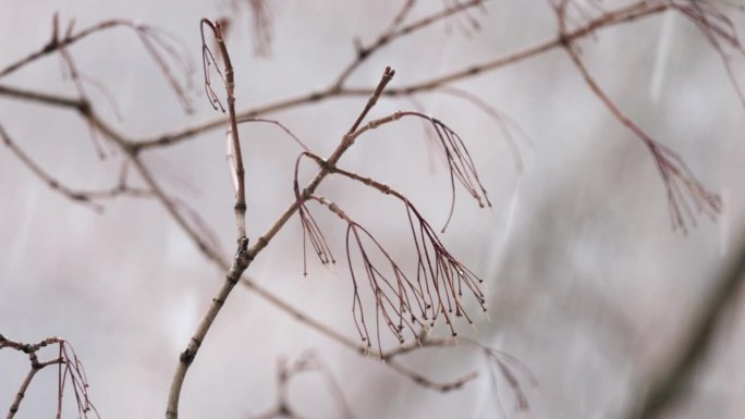 降雪背景下的树枝。片片雪花飘落在冬日的风景中。