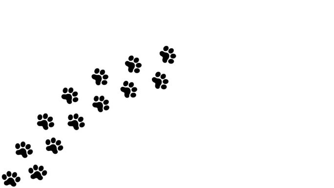 动画猫黑色的轨迹。猫的爪印依次排成一排。毛圈的视频。矢量平面插图隔离在白色背景上