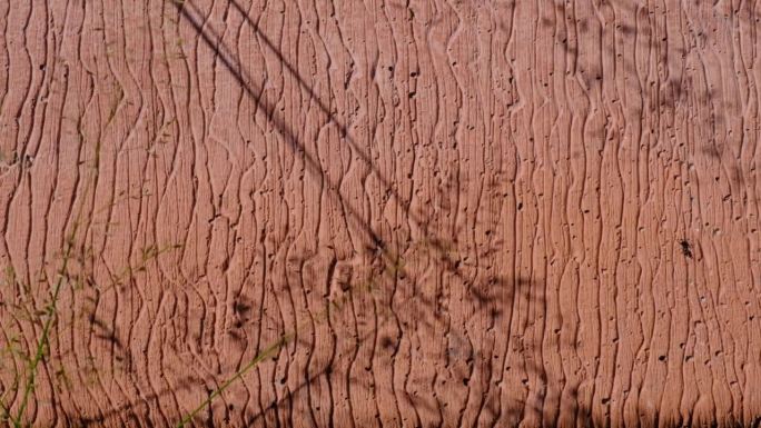 清晨的阳光下，有纹理图案的棕红色混凝土墙面或地板上，被风拍打的草和影子特写。