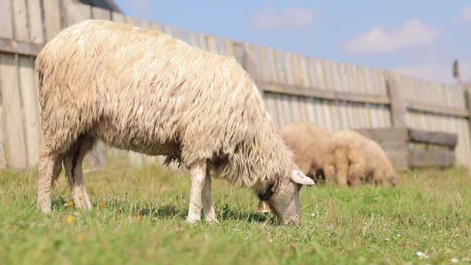 厚毛羊吃草，特写