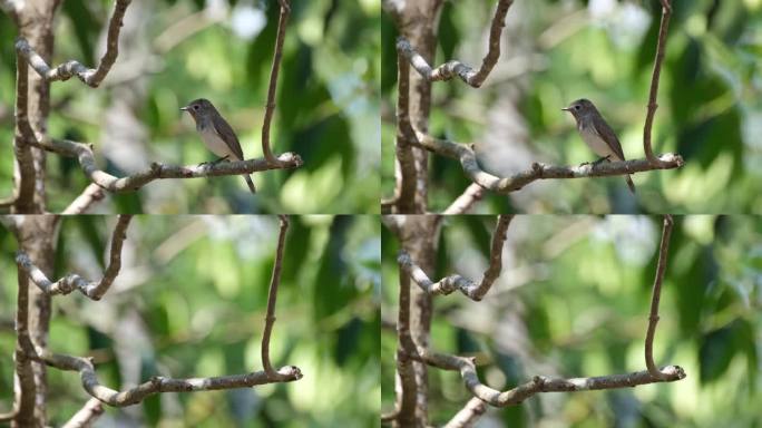 在泰国考艾国家公园里，一只小小的红喉捕蝇虫正栖息在一棵小树枝上。它面朝右，飞到画框的左下方。