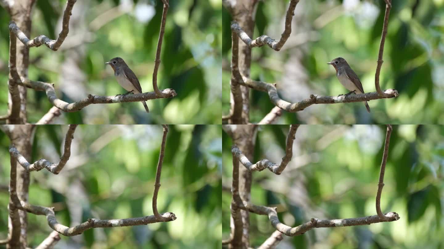 在泰国考艾国家公园里，一只小小的红喉捕蝇虫正栖息在一棵小树枝上。它面朝右，飞到画框的左下方。