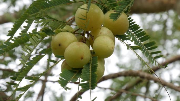 树上的一串醋栗，维生素c的果实，印度醋栗的极端特写