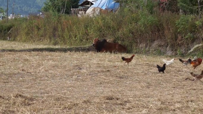 在越南林东，一头母牛正在草地下悠闲地咆哮