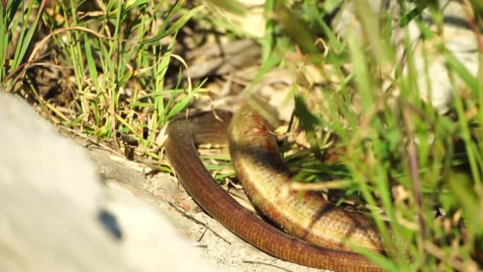 草丛里有两条大蛇，盘绕在一起，互相撕咬。伪足蛇是一种爬行动物。