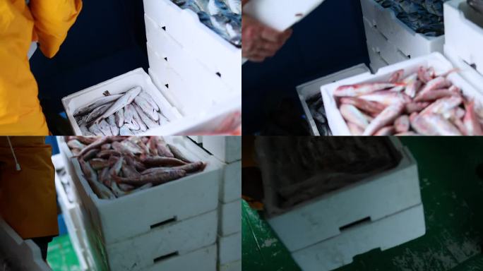 渔夫在甲板上卸下装满鱼和海鲜的泡沫塑料板条箱