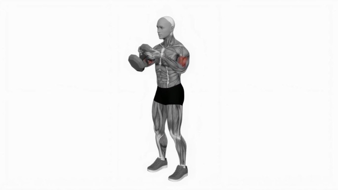 单哑铃二头肌卷曲健身运动锻炼动画男性肌肉突出演示4K分辨率60 fps