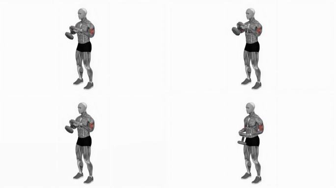 单哑铃二头肌卷曲健身运动锻炼动画男性肌肉突出演示4K分辨率60 fps