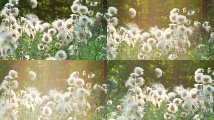 白色蓬松的野花，类似蒲公英田奶蓟在日落时随风摇曳4K Sonchus arvensis，田蓟，多年生