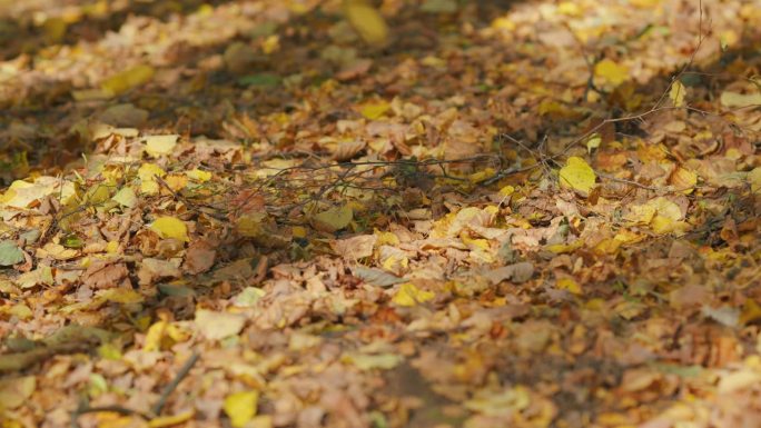 阳光明媚的一天。秋天的背景落叶覆盖落叶公园。缓慢的运动。