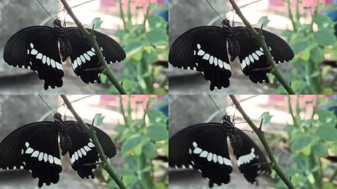 蝴蝶首先破茧而出破茧首次飞行昆虫学