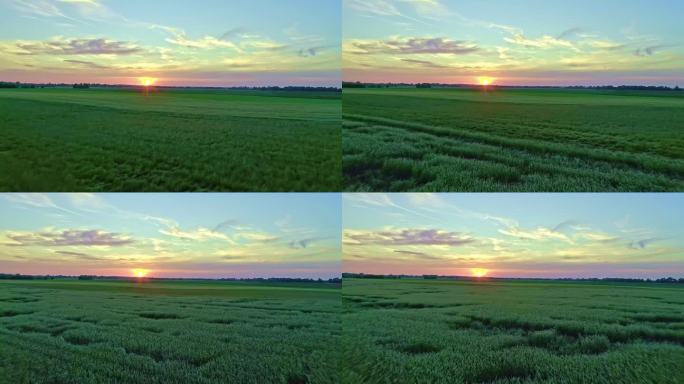 航拍向后移动拍摄在绿色的玉米地与日落地平线。玉米地里美丽的夏季农业景观。