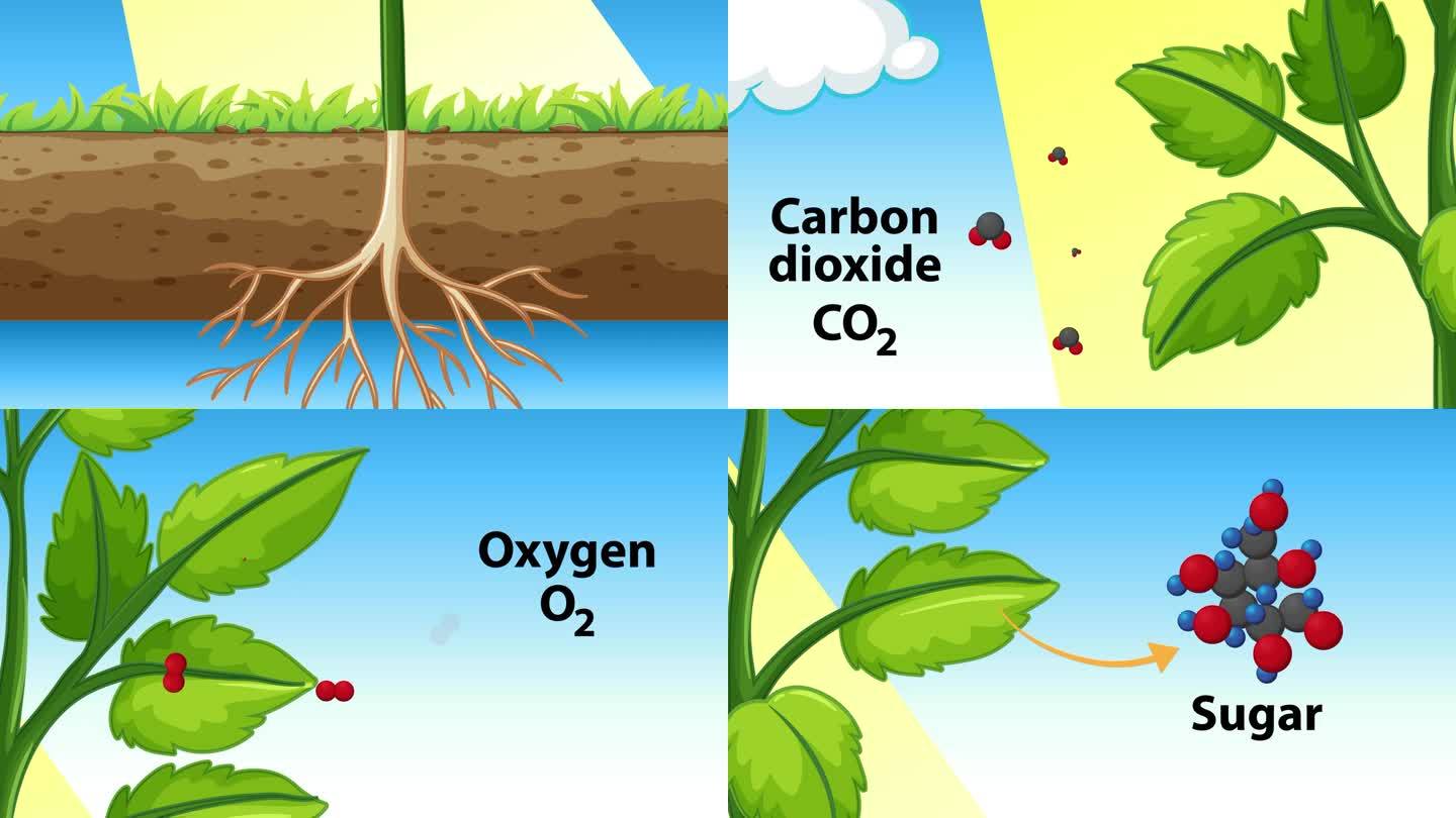 植物光合作用过程