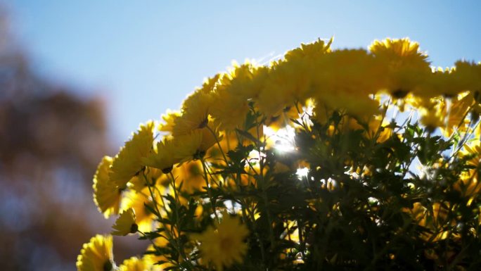 在秋日的阳光下，一束盛开的黄菊。强烈的阳光会产生镜头光晕。