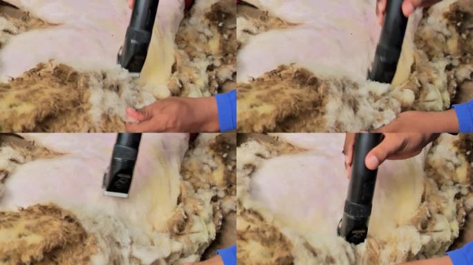 在印度尼西亚的一个乡村农场，农民们正在剪又脏又厚的羊毛。羊被放在地上。特写镜头。