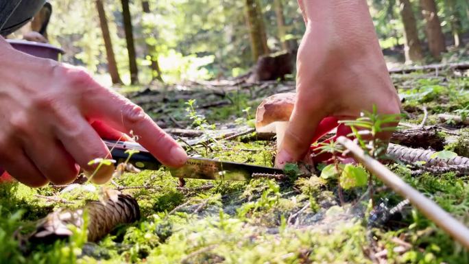 秋林里的蘑菇人用刀切小圆面包或香菇的特写镜头。蘑菇狩猎采摘或健康食品消费概念4K视频。