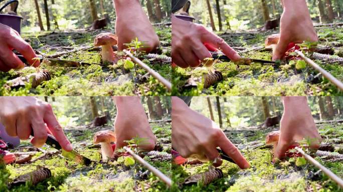 秋林里的蘑菇人用刀切小圆面包或香菇的特写镜头。蘑菇狩猎采摘或健康食品消费概念4K视频。