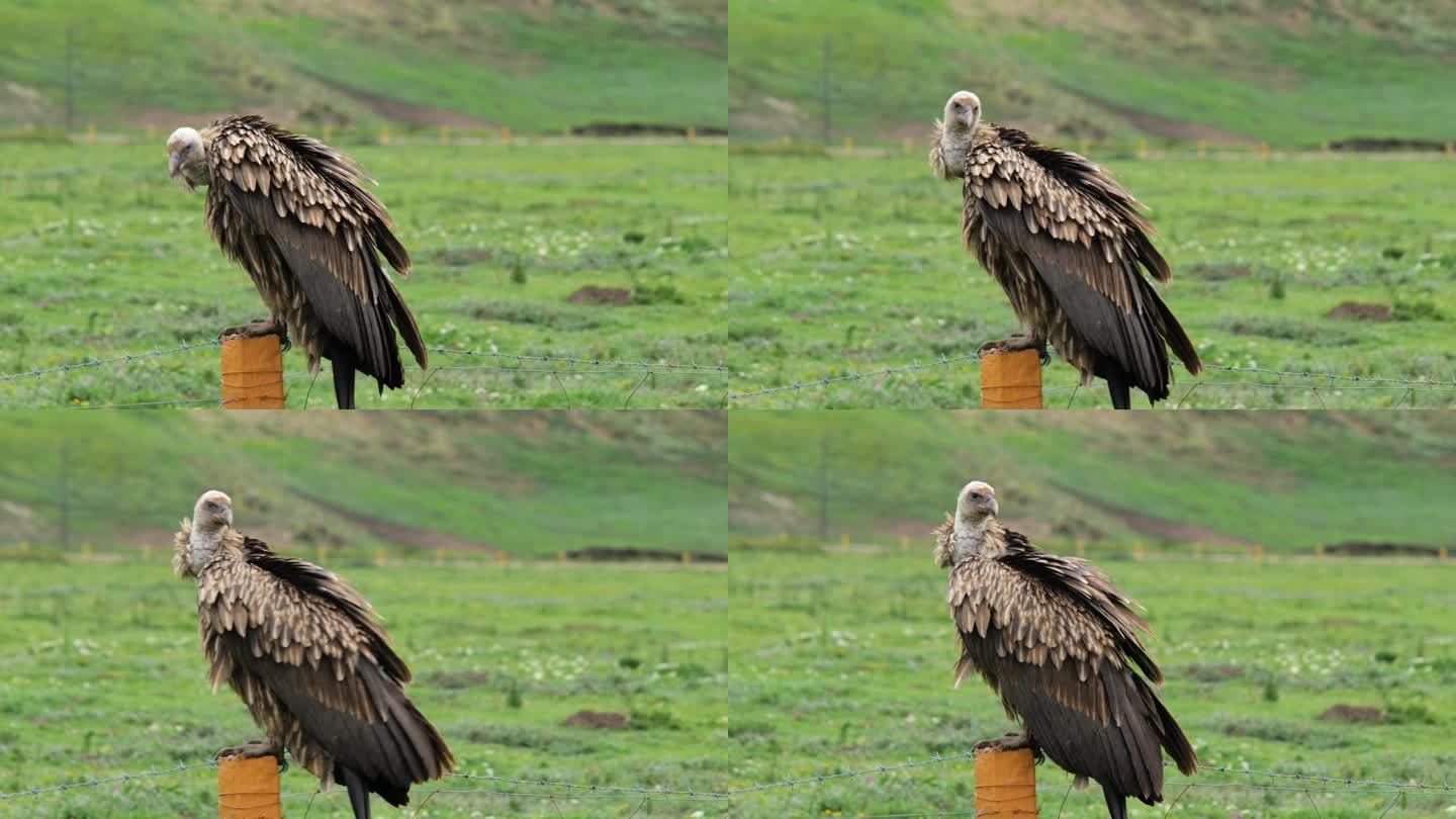 平原上的秃鹫特写展示大鸟雄鹰