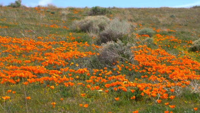 加利福尼亚州的罂粟花盛开在羚羊谷的山上