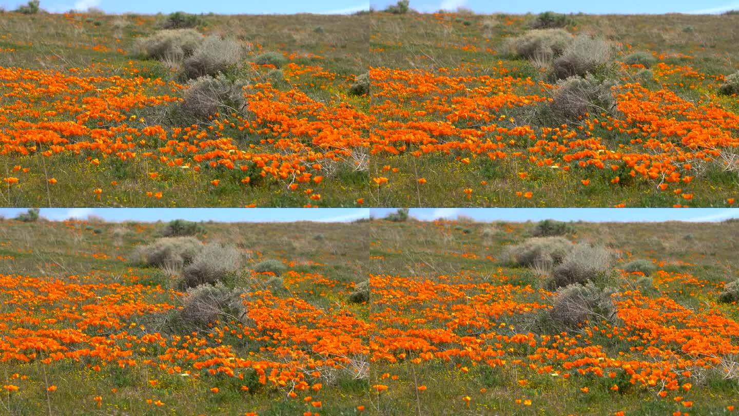 加利福尼亚州的罂粟花盛开在羚羊谷的山上