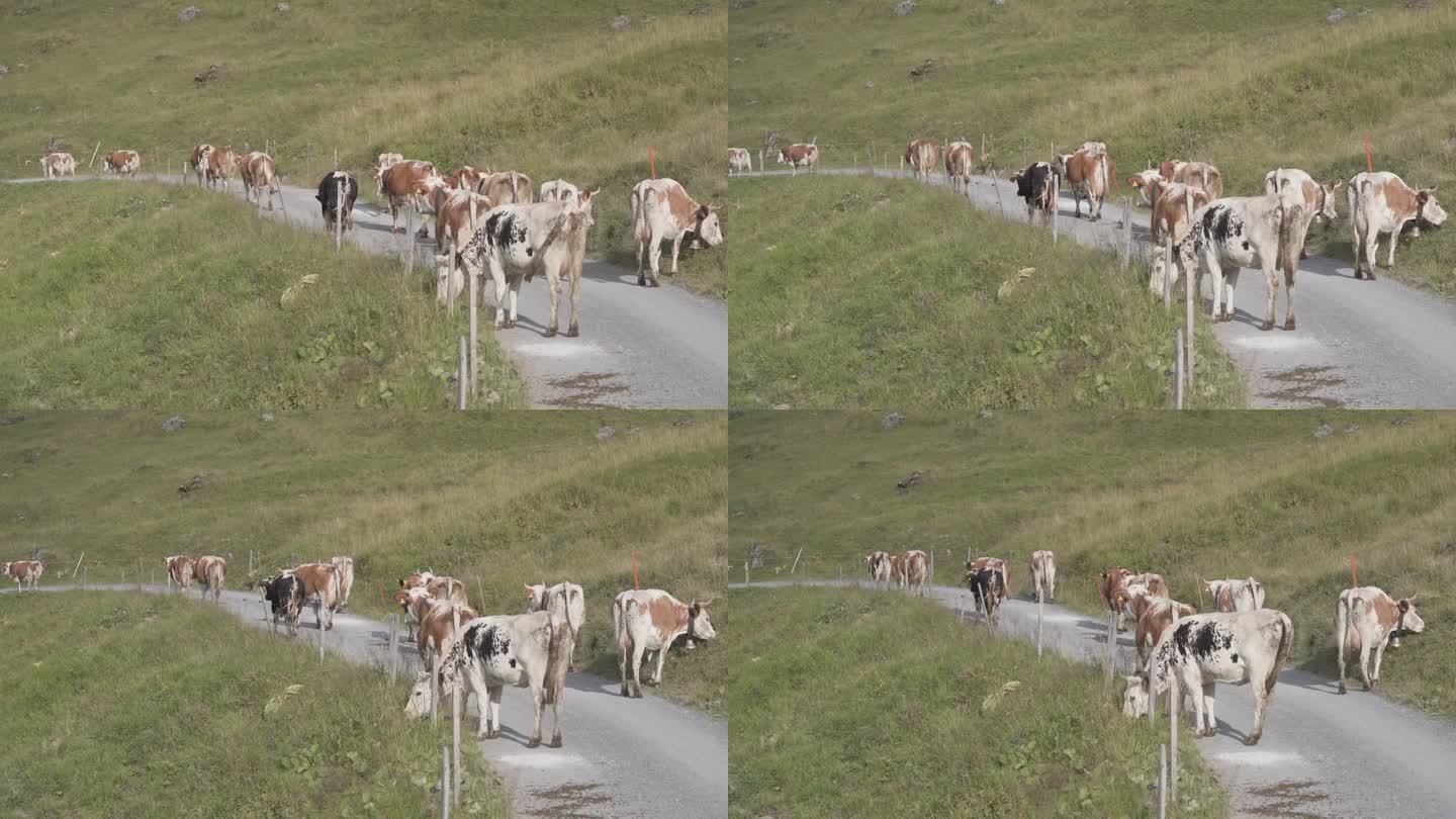 一群牛在早晨去牧场的路上边走边吃。宽